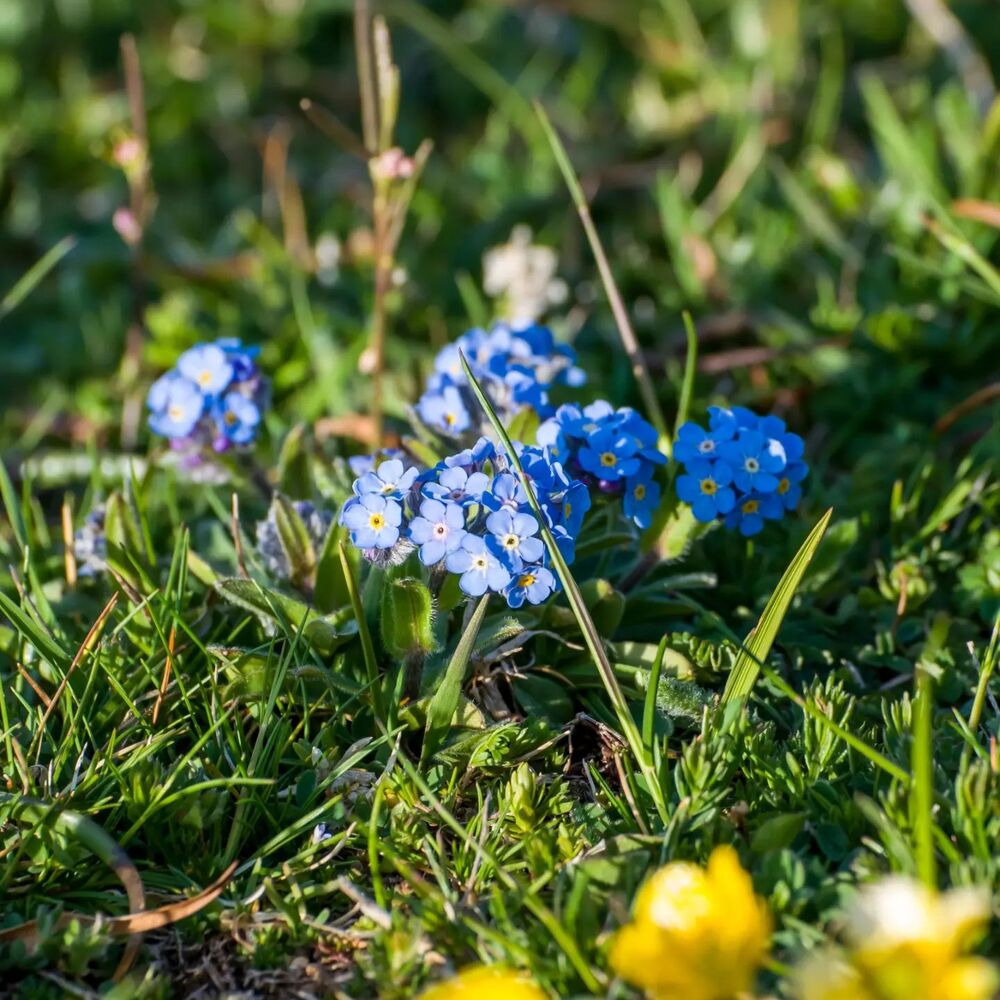 Alpine Forget me not  Flower