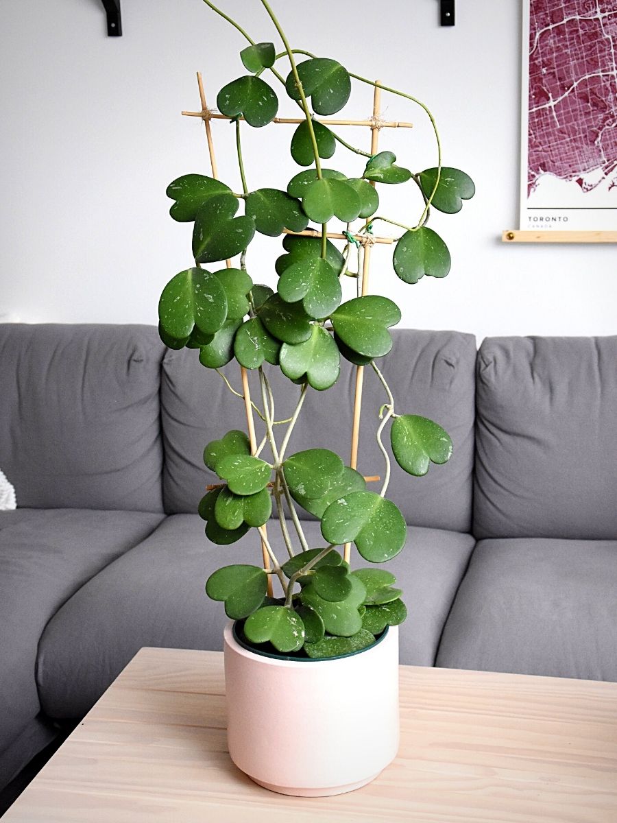 How Plants With Heart-Shaped Leaves Enhance the Outlook and Feel of Deco