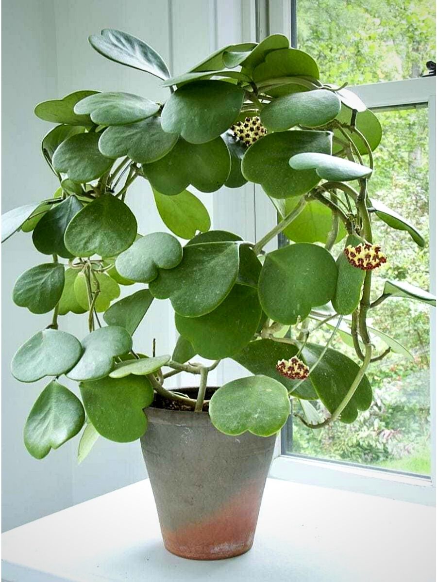 Plants With Heart-Shaped Leaves