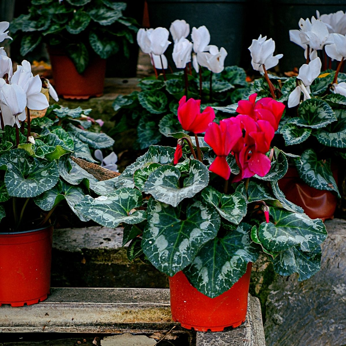 Plants With Heart-Shaped Leaves