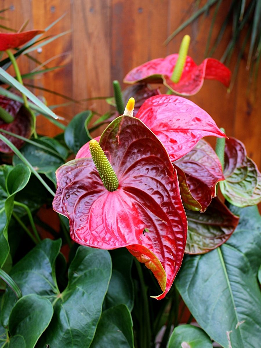 Plants With Heart-Shaped Leaves