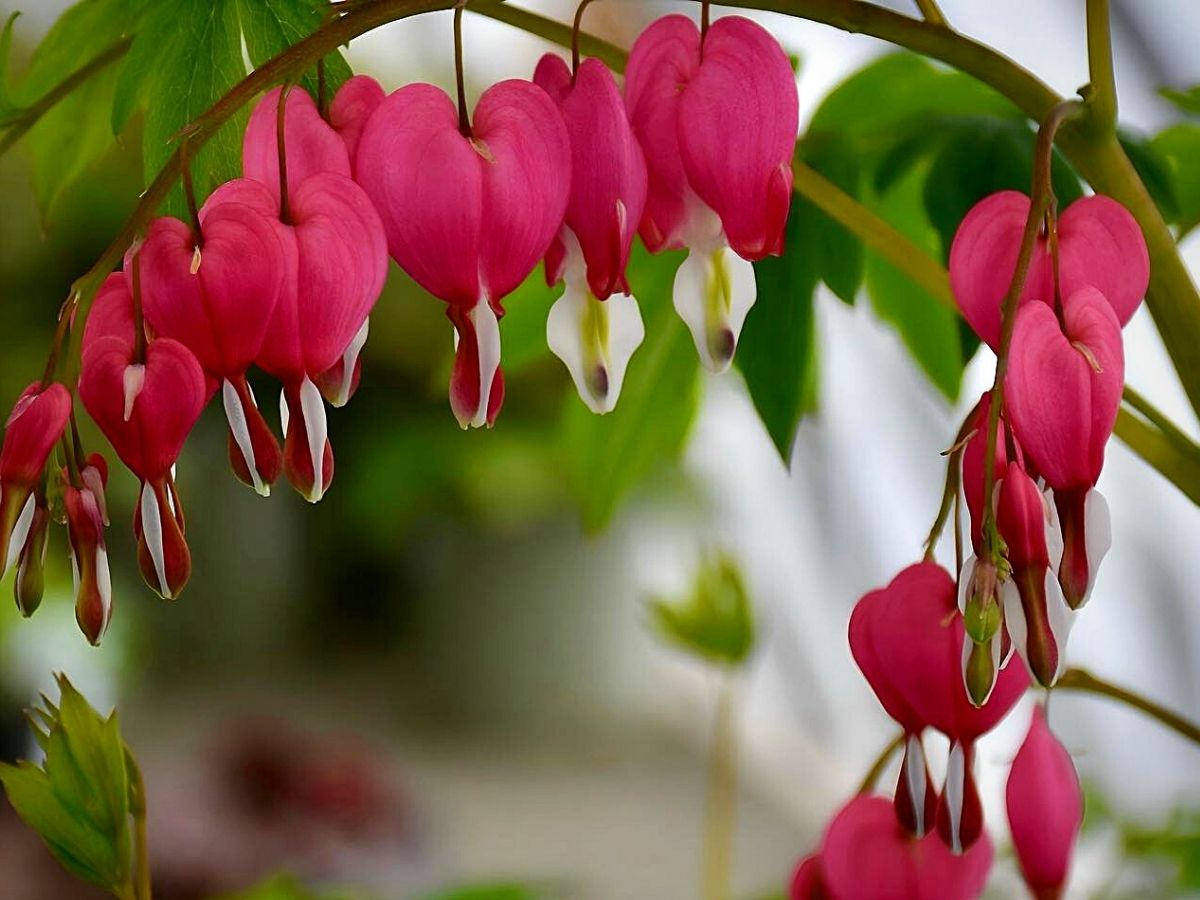 Plants With Heart-Shaped Leaves