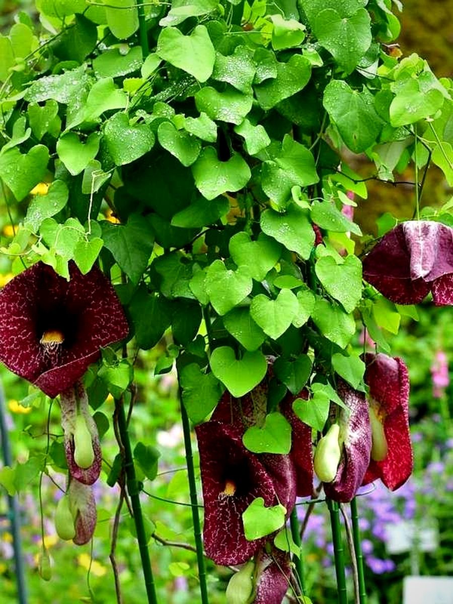 Plants With Heart-Shaped Leaves