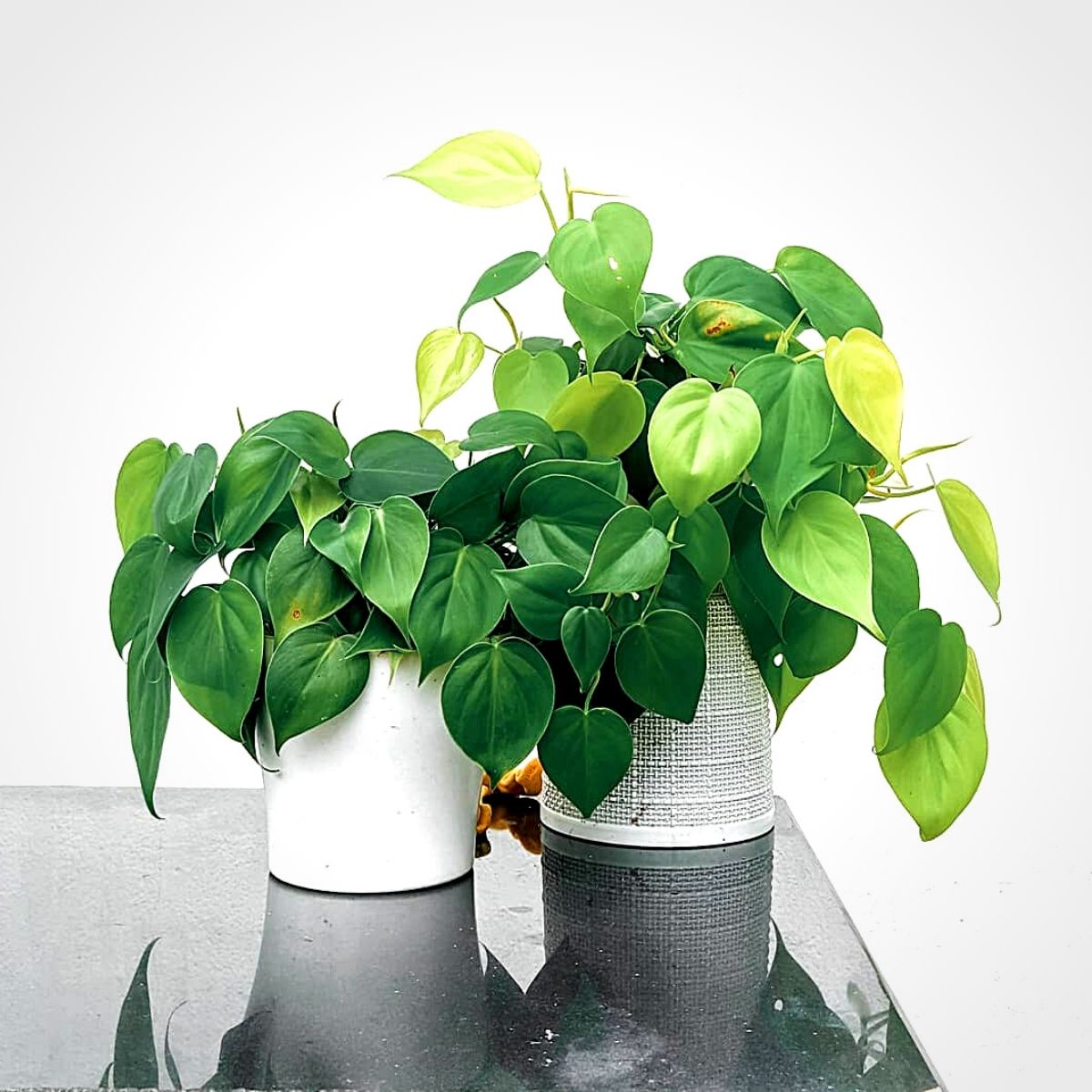 How to Increase Humidity for Plants Indoors - Bob Vila