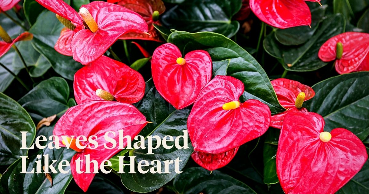 Plants With Heart-Shaped Leaves Enhance the Outlook and Feel of Decor