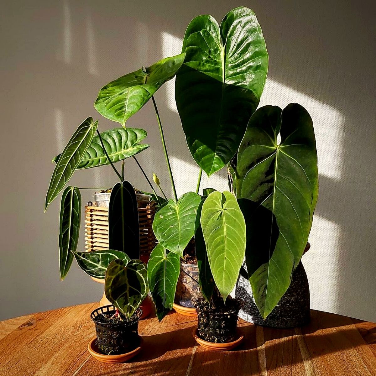 https://thursd.com/storage/media/59734/houseplants-with-heart-shaped-leaves.jpg