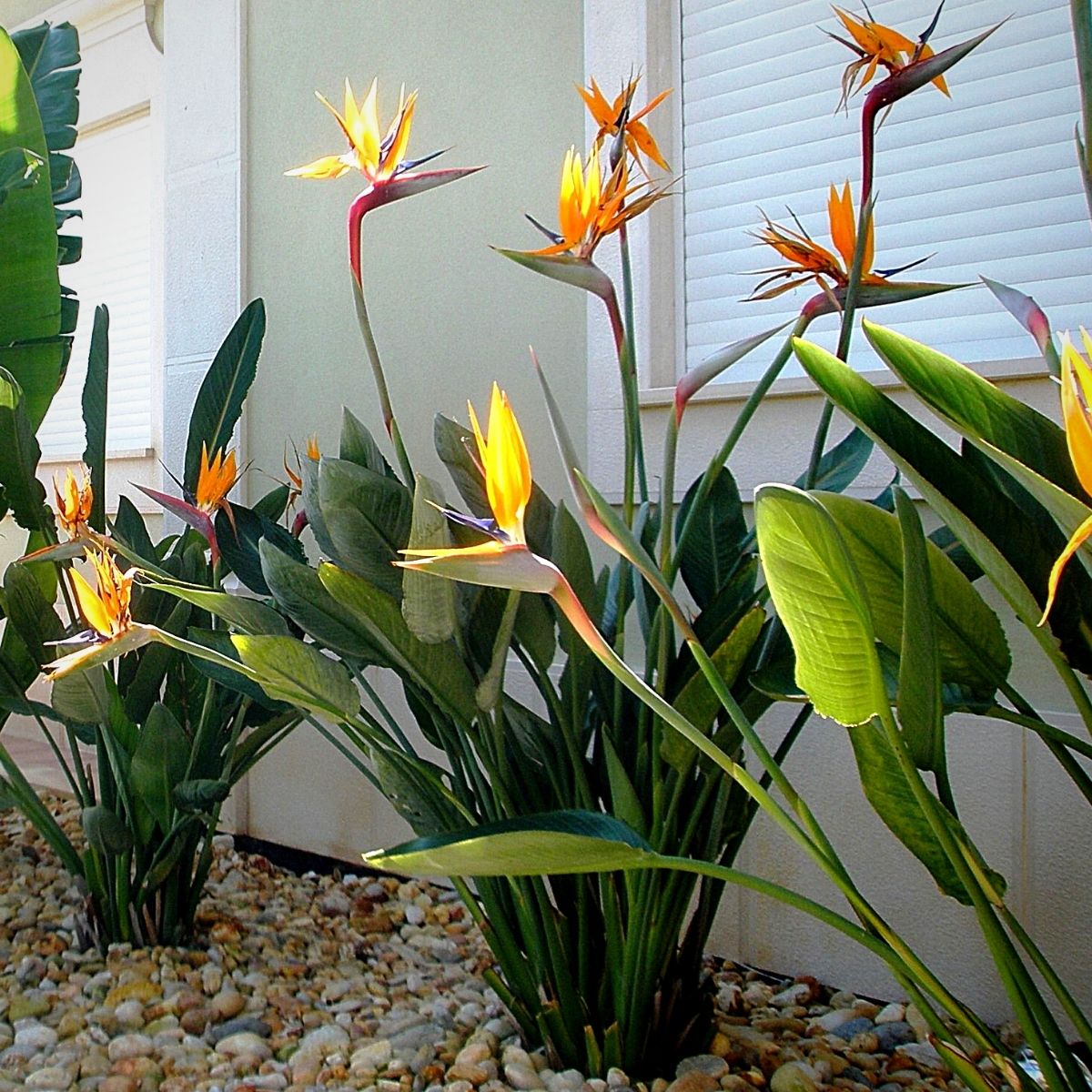 ​Bird of Paradise in Floral Compositions