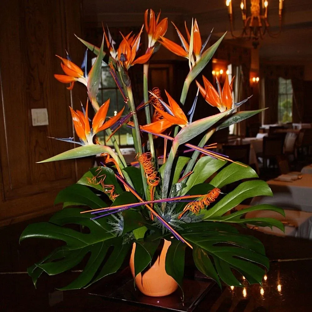 Bird of Paradise in​ Designs and Arrangements