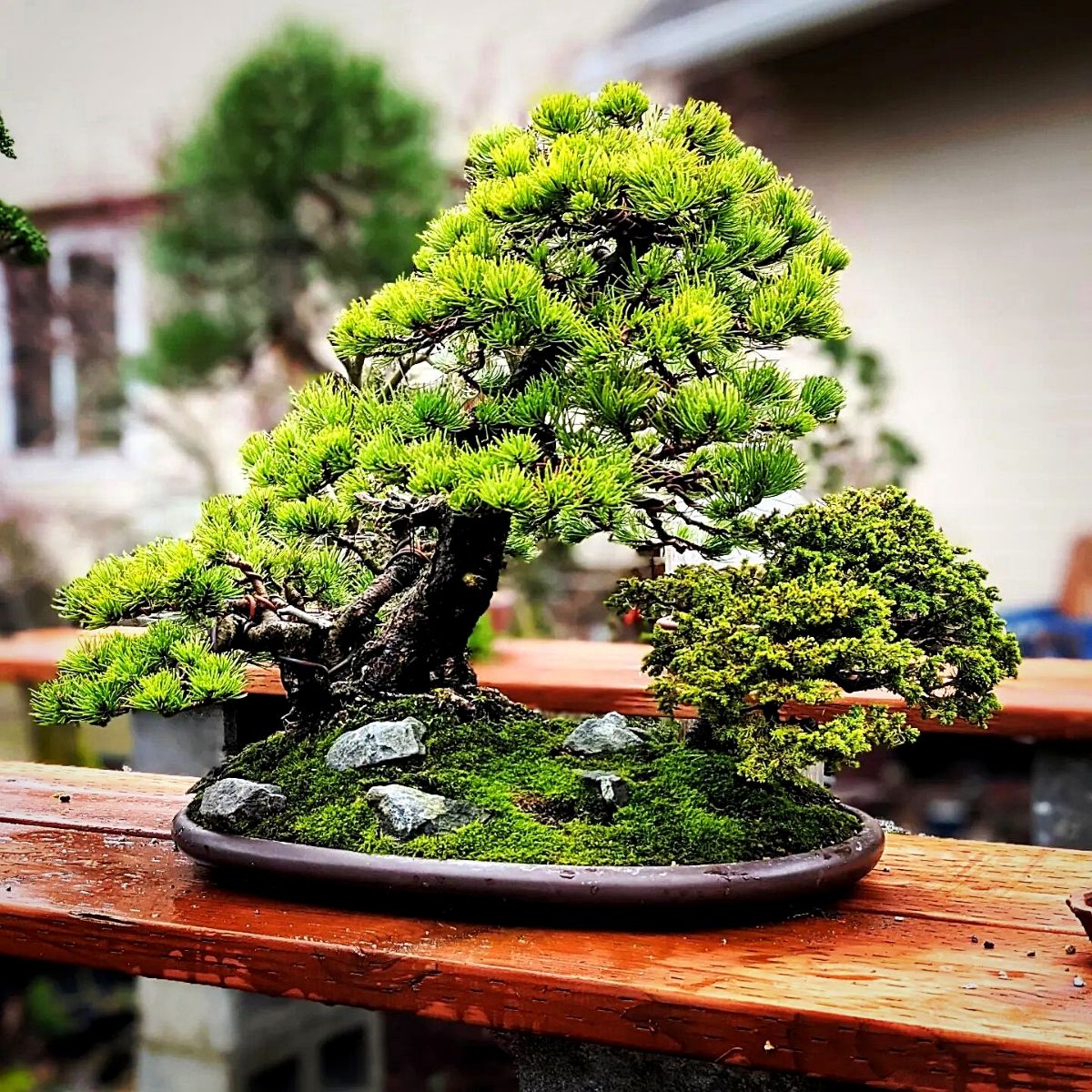 ​Saikei, the Japanese Art of Nurturing Miniature Landscapes