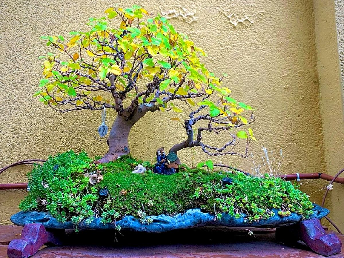 ​Saikei, the Japanese Art of Nurturing Miniature Landscapes