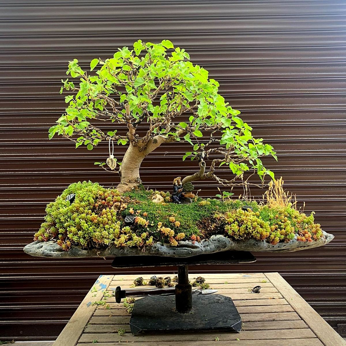 Mini Zen Garden With Bonsai, Moss Bowl With Tree and Stones -  Australia