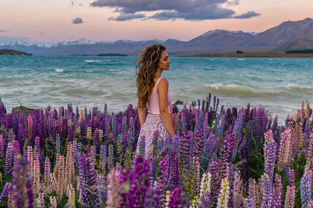 New Zealand lupin flowers