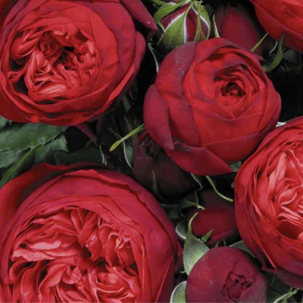 Wans_Roses_Grower_on_Thursd_featured