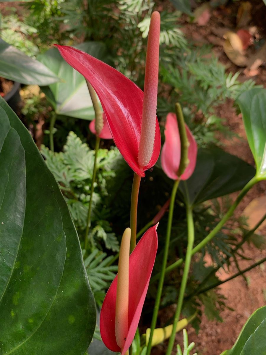 Anthuriums