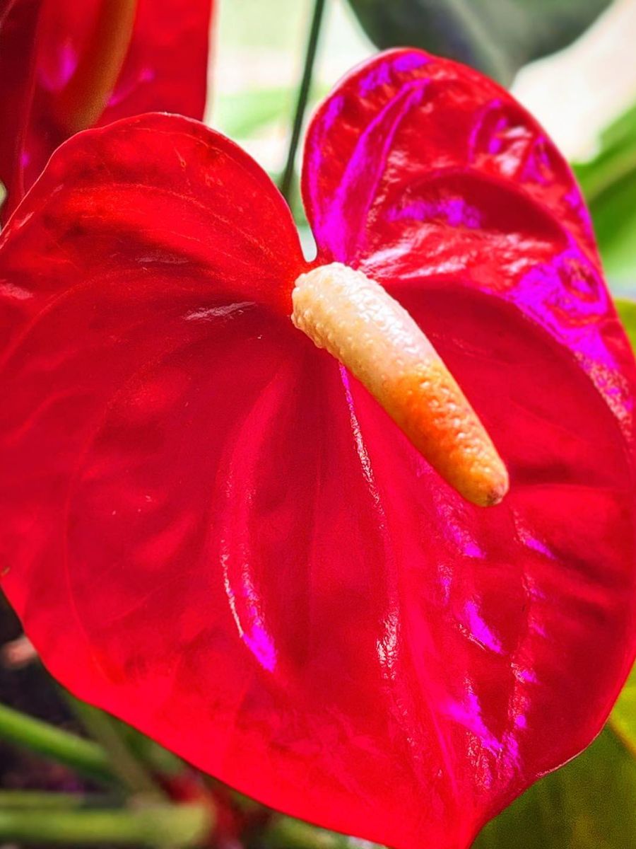 Anthuriums