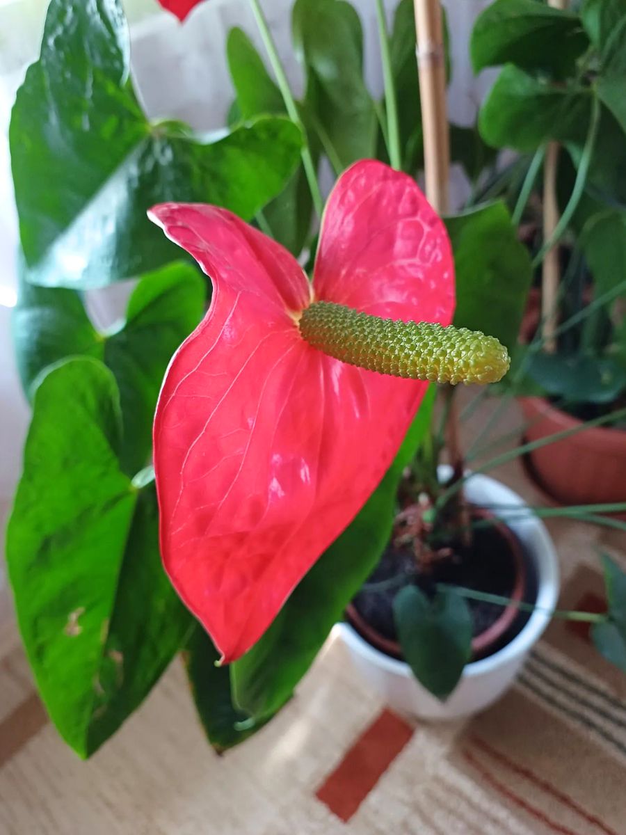 Flamingo flower aka Anthurium