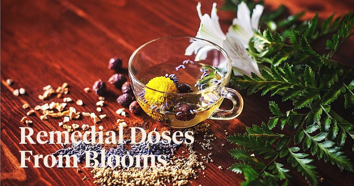 Flowers in Traditional Herbal Medicine