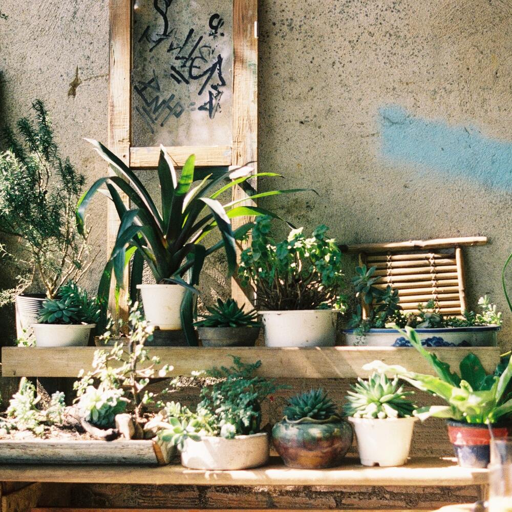 Plant well arranges in shelf