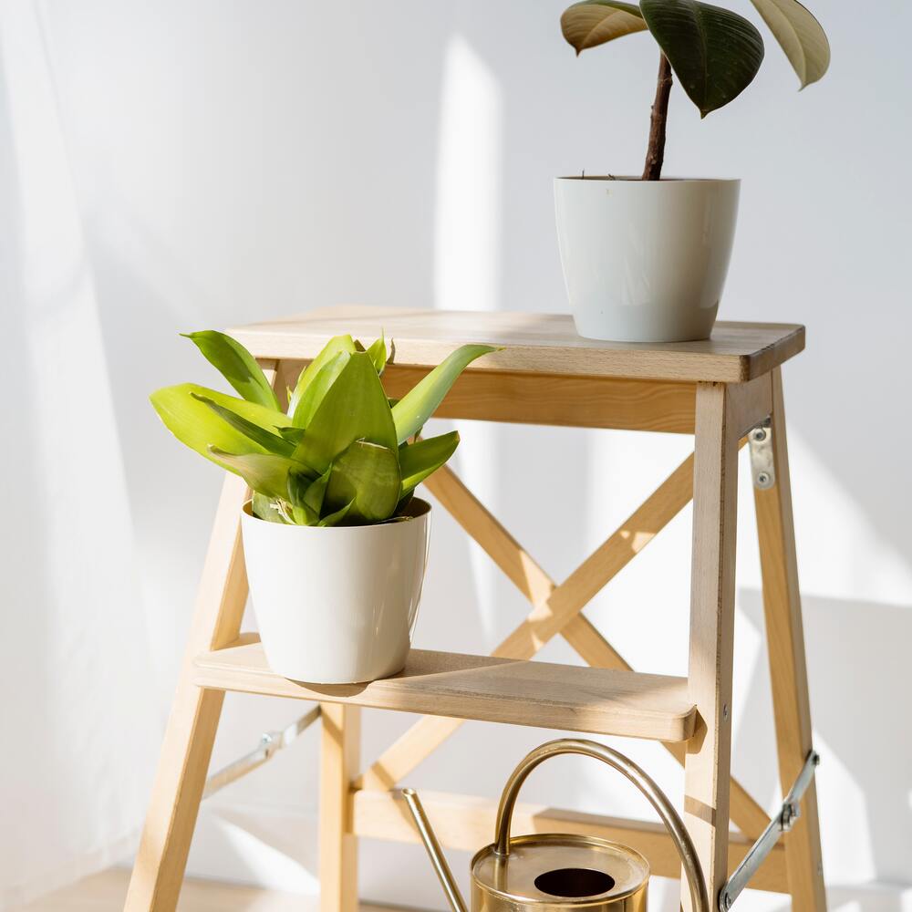 Beautiful plant Shelves for home