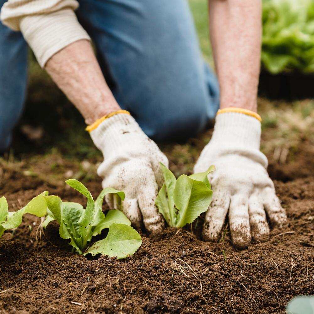 Healthy Soil environment