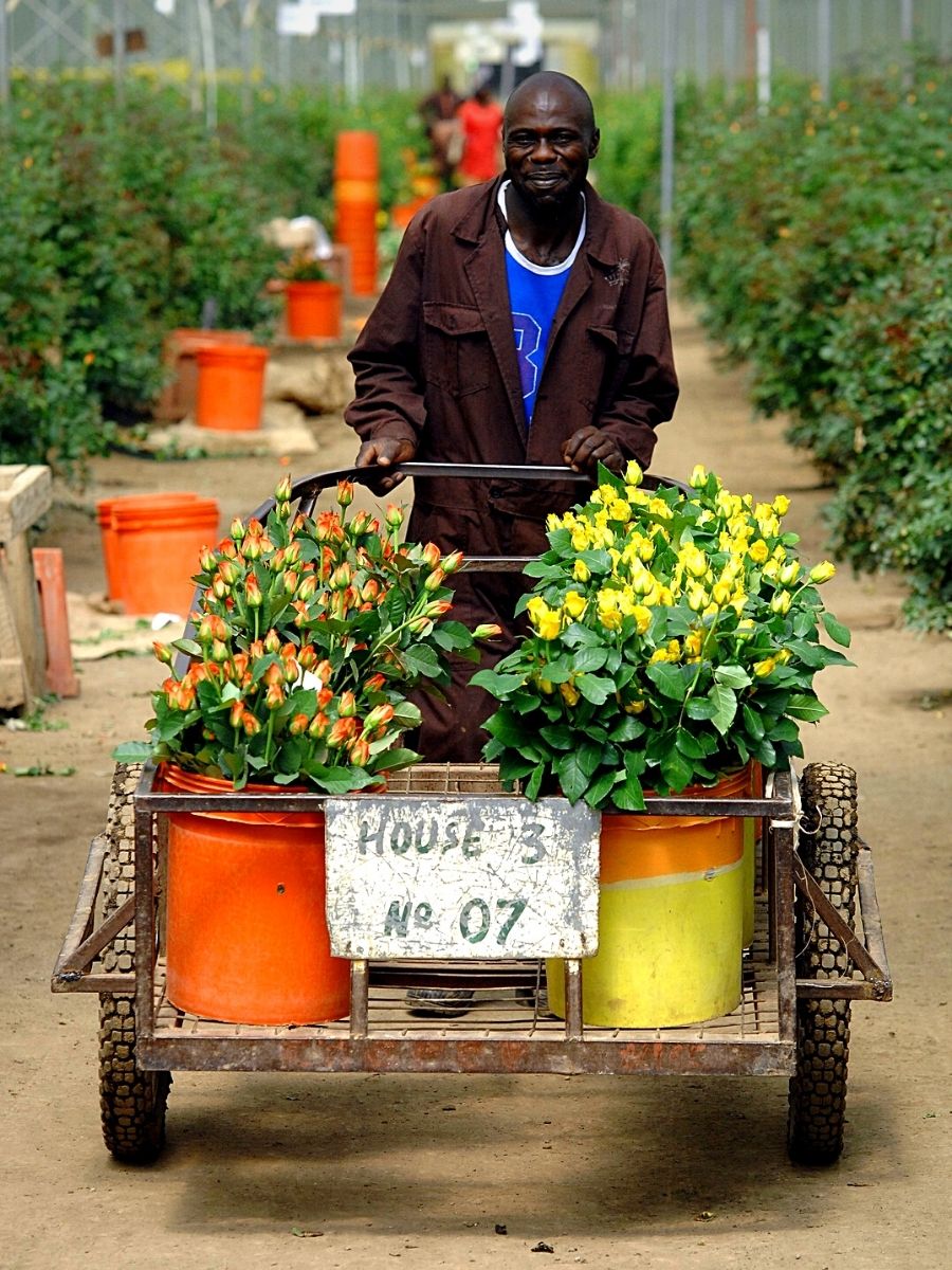 Naivasha Is the Undisputed Capital of Kenya's Blooming Flower Industry