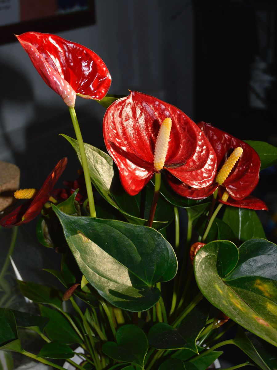 Anthurium