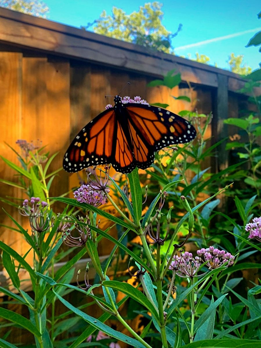 ​Monarch Waystations​, a ​haven for Butterflies and Nature Lovers