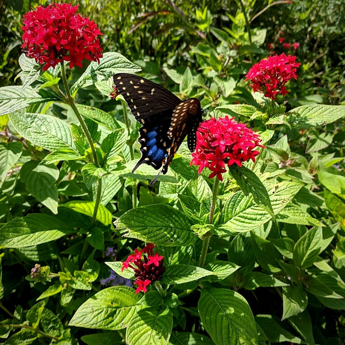 ​Monarch Waystations​, a ​haven for Butterflies and Nature Lovers