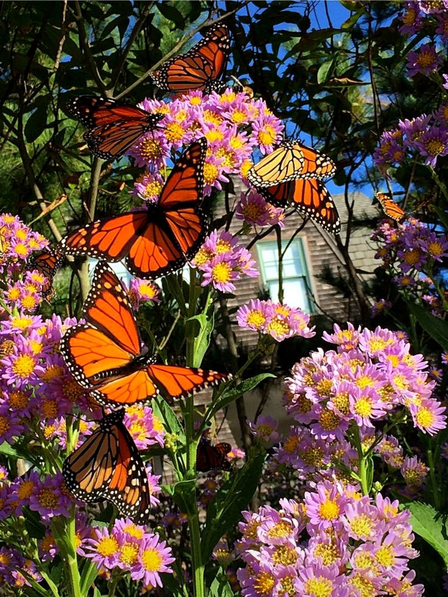 ​Monarch Waystations​, a ​haven for Butterflies and Nature Lovers