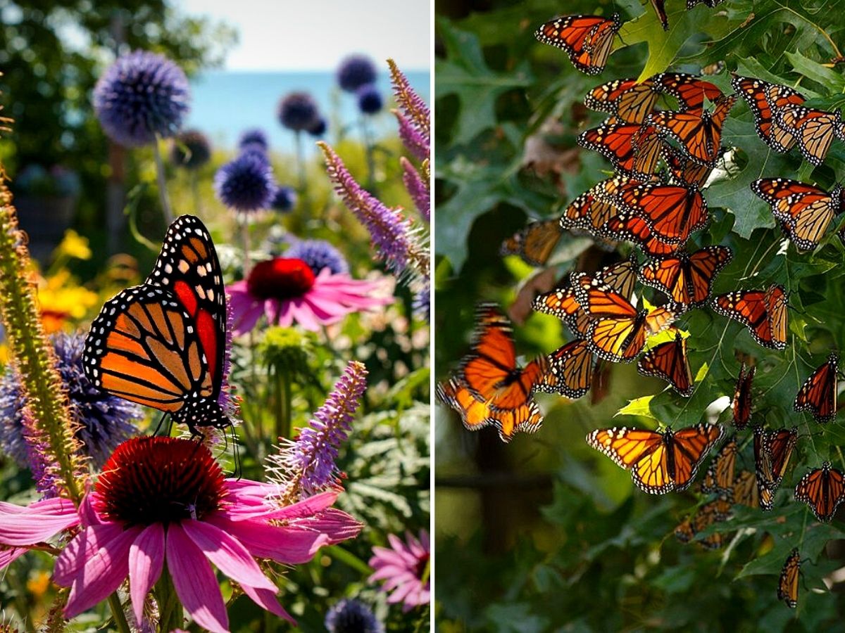 ​Monarch Waystations​, a ​haven for Butterflies and Nature Lovers