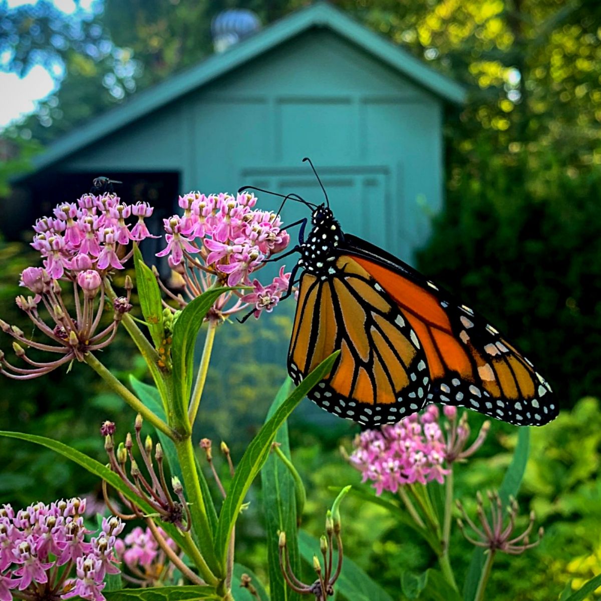 ​Monarch Butterfly