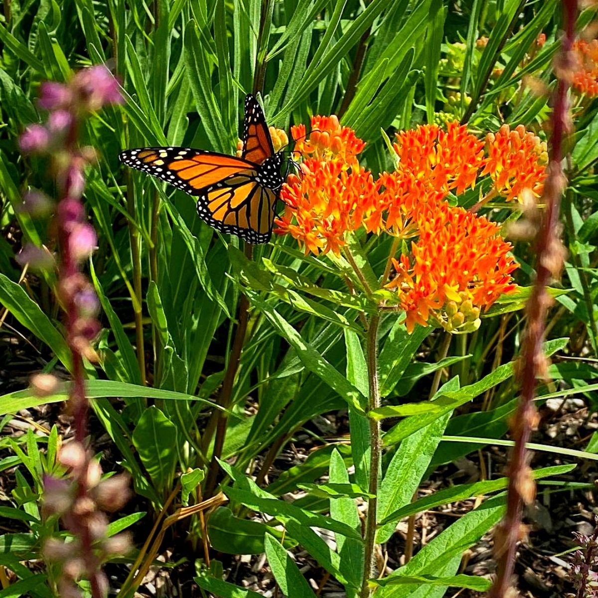 ​Monarch Waystations​, a ​haven for Butterflies and Nature Lovers