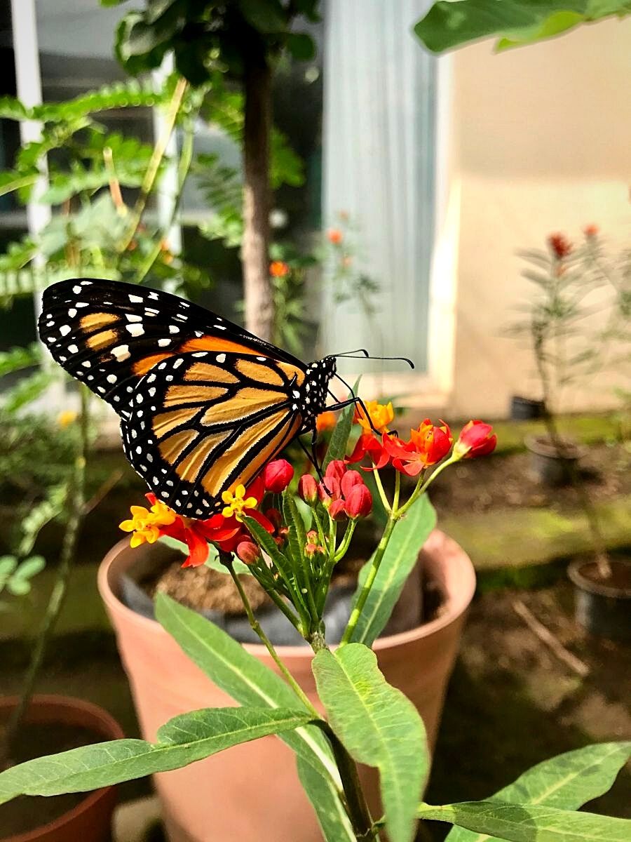 Monarch Waystations, a haven for Butterflies and Nature Lovers