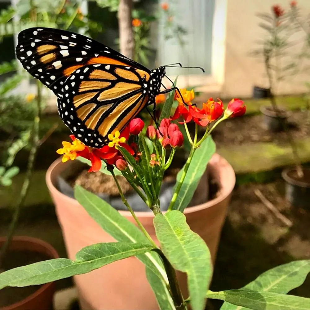 Monarch Waystations, a haven for Butterflies and Nature Lovers
