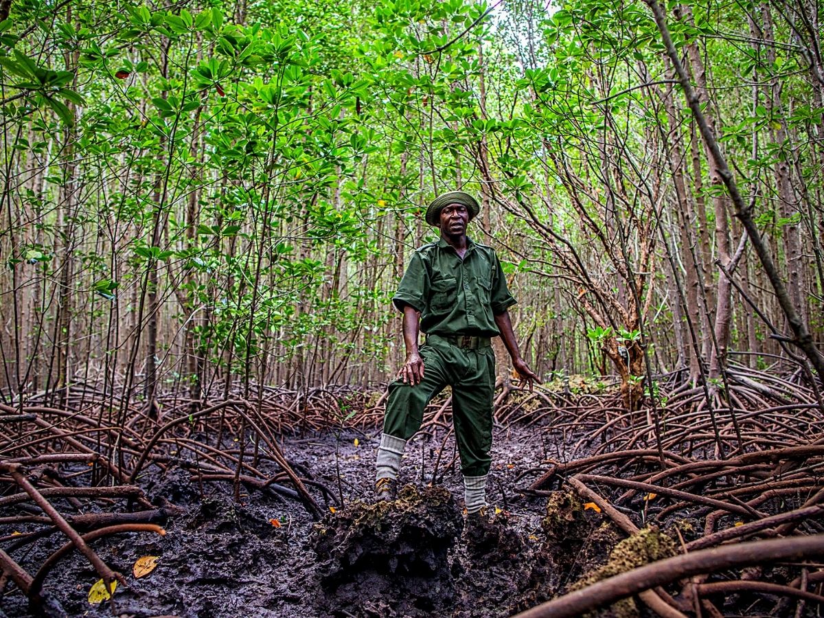 Kenyan Coast​ Sustainability Initiatives​ Conserve Mangroves