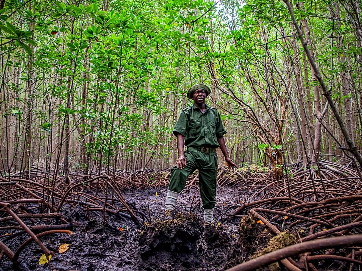 Sustainability Drives Along the Kenyan Coast Conserve Mangrove Forests