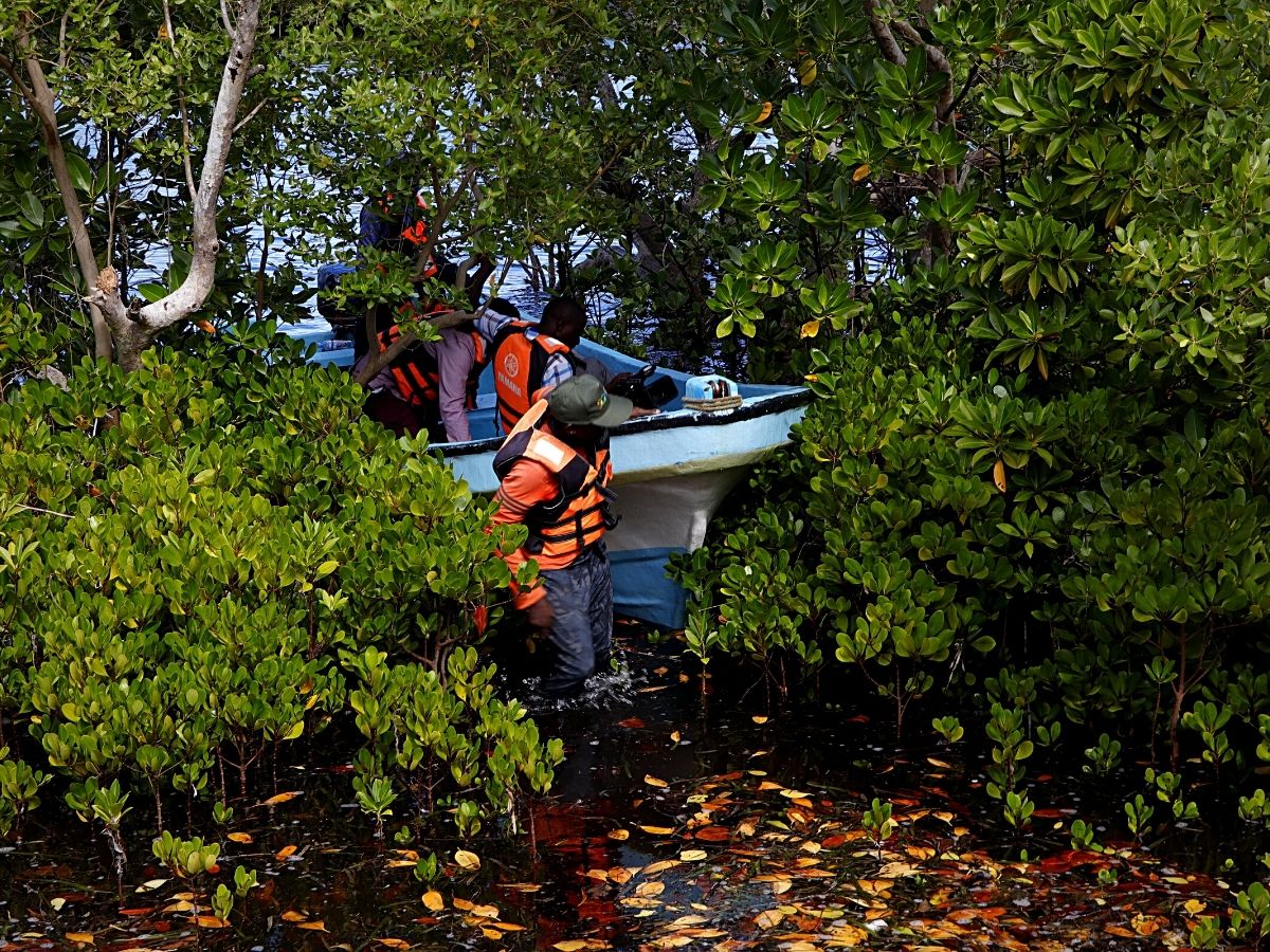 Sustainability Drives Along the Kenyan Coast Conserve Mangrove Forests