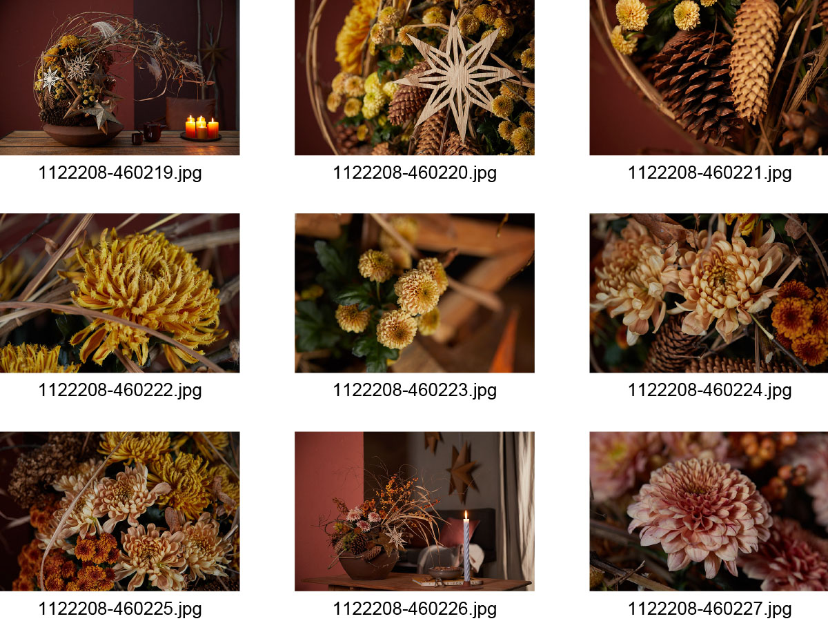 BLOOMs VIEW winter chrysantheme photos