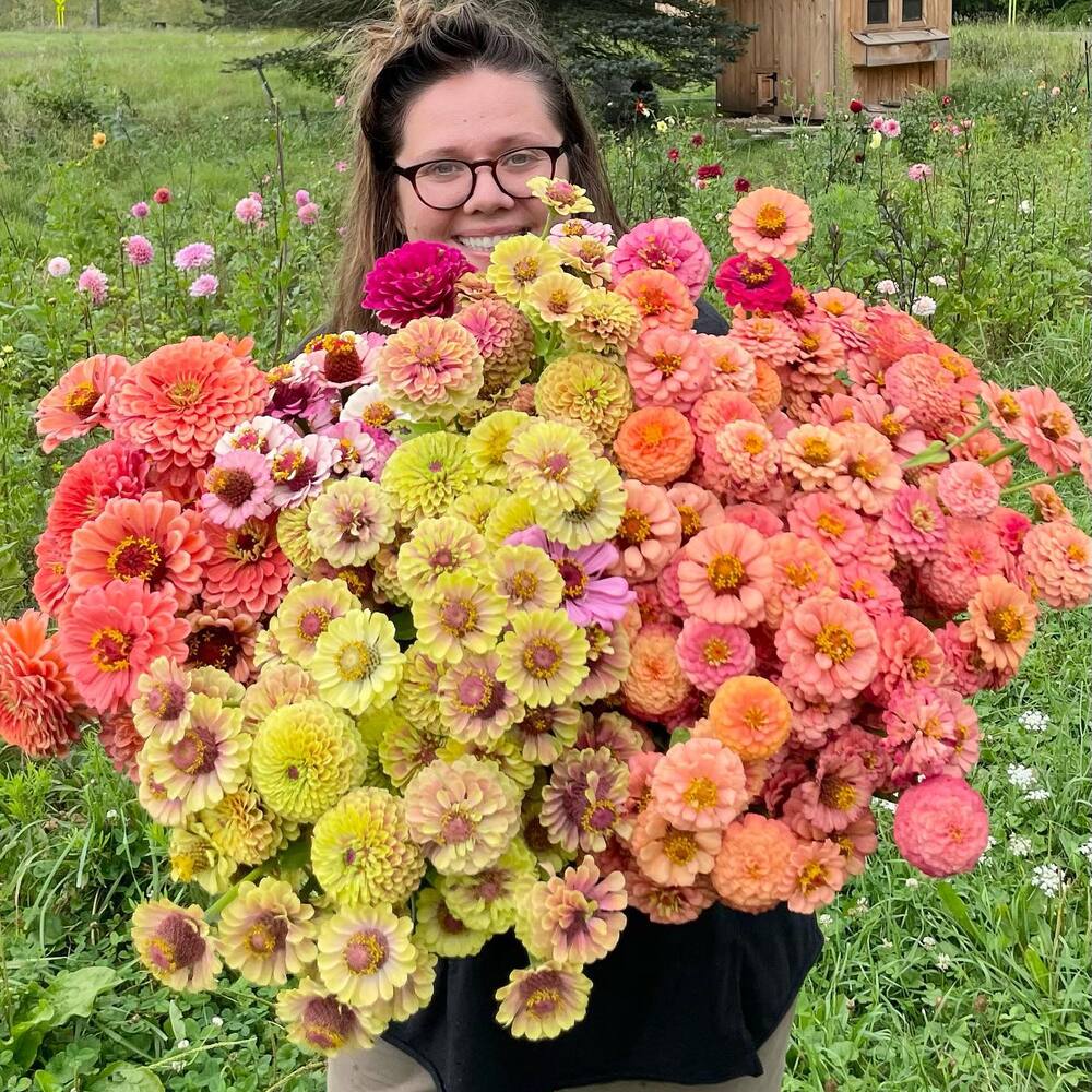 The Exquisite Zinnia Flower