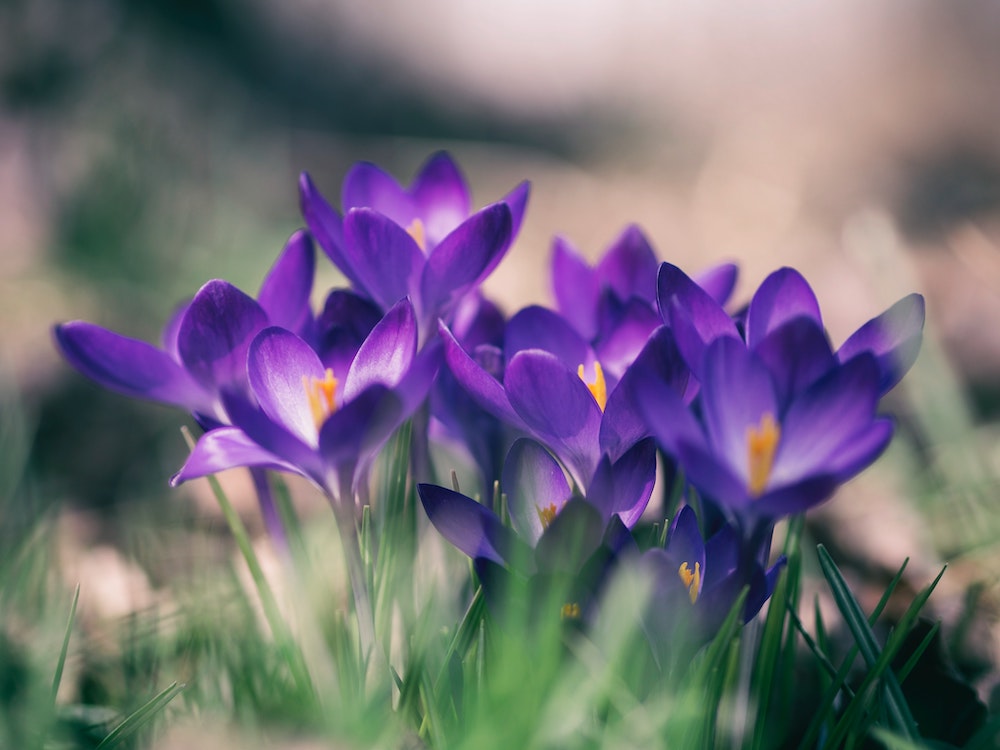 9 Spring Bulbs You Can Plant in Your Garden This Fall Crocus