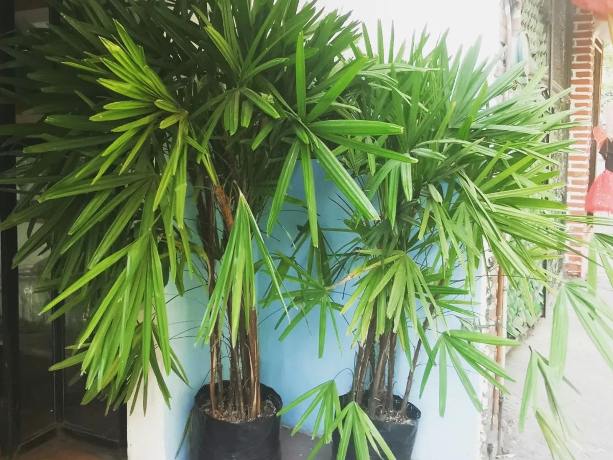 Front door tropical plants