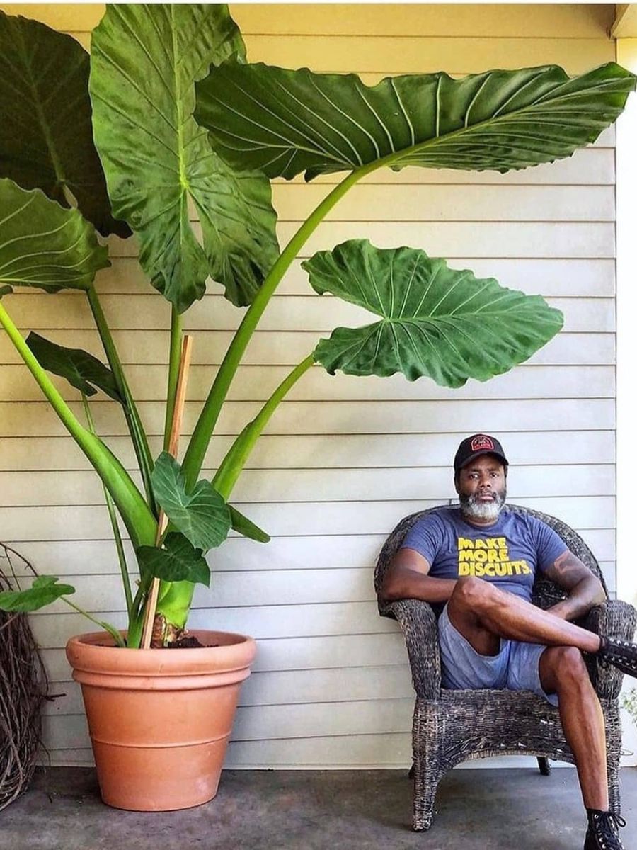 Front door tropical plants