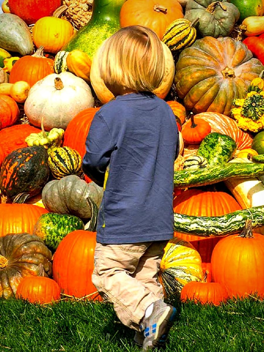 National Pumpkin Day Celebrates Autumn's Iconic Gourd