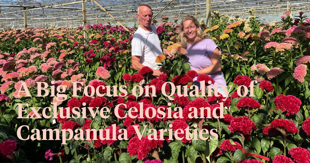 Stadsland Breeder of Celosia and Campanula Featured