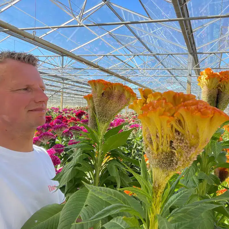 Stadsland Breeder of Celosia and Campanula Featured