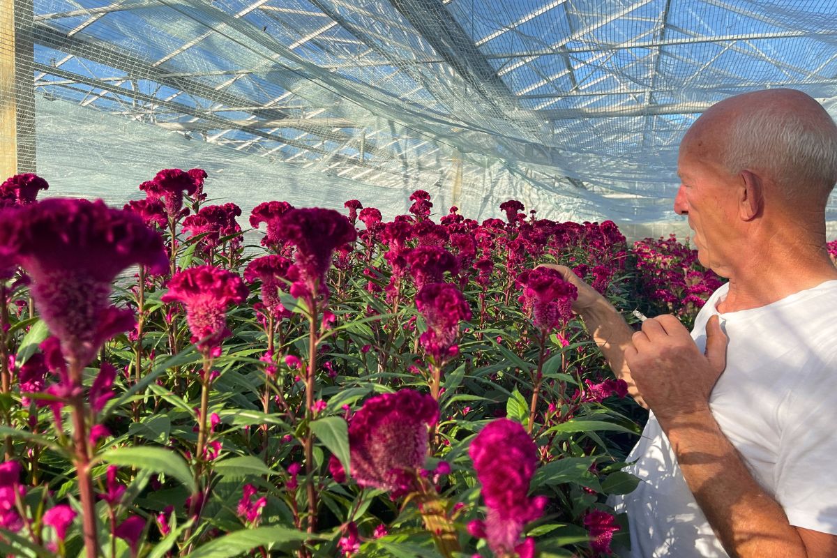 Visiting Stadsland - Breeder of Celosia