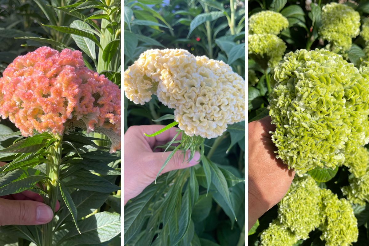 Visiting Stadsland - Breeder of Celosia