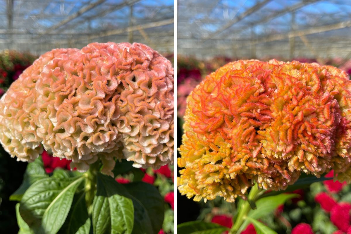 Celosia 'Mellow' and Celosia 'Sunrise' from Stadsland