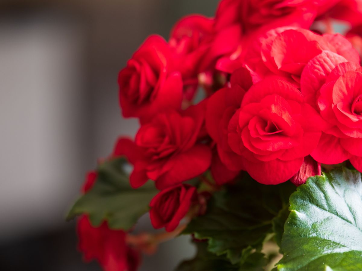 Begonia Halo