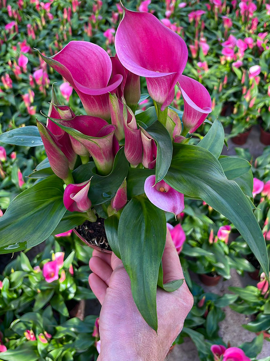 Kapiteyn pink calla